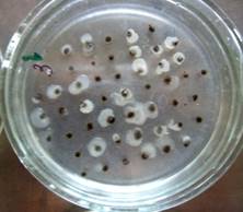 Изображение выглядит как дуршлаг, внутренний, кухонная посуда, чашка

Автоматически созданное описание