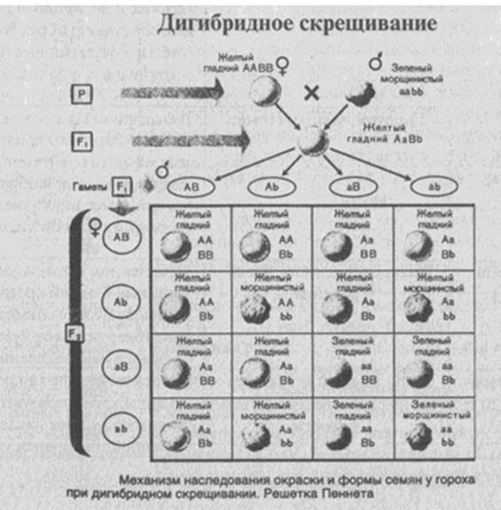 Приложение для скрещивания фото