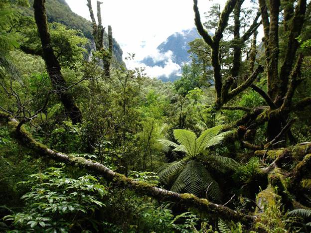 тропические_леса_Новая_Зеландия_Австралия_Океания-Southern_Island_rainforest_New_Zealand_Australia_Oceania.jpg