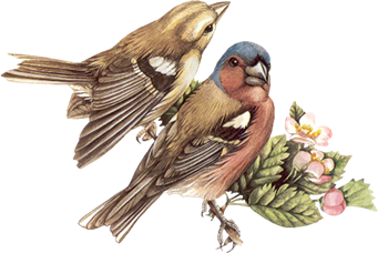 0_12b9bd_f174859a_orig.png