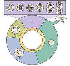 Соотношение интерфазы и митоза в жизни клетки