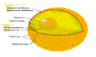 Изображение:Diagram human cell nucleus ru.svg