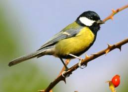 Большая синица Parus major — Птицы Алтая