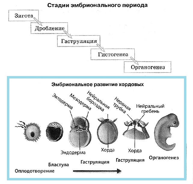 Объясните что происходит на каждом этапе эмбрионального развития представленного на рисунке