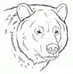раскраски голова медведя
