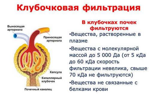 Клубочковая фильтрация почек снижена