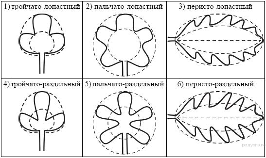https://bio-oge.sdamgia.ru/get_file?id=199