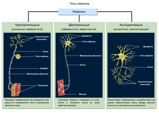 Какие органы образует нервная ткань. Нейроны и нервная система человека схема. Строение афферентного нейрона. Особенности строения афферентного нейрона. Схемы классификации нейронов афферентных.