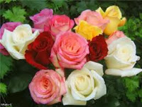 http://2.bp.blogspot.com/-ejvIHCum3N8/UkmdlRJ6fkI/AAAAAAAABlA/VRUyEAHdzWw/s200/images.jpeg