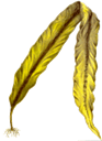 Kelp.gif