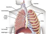 bronchioles of the lungs