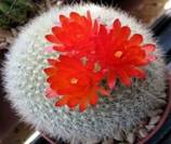 brasilicactus haselbergii