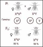 https://fsd.videouroki.net/products/conspekty/bio9/27-genetika-pola-sceplennoe-s-polom-nasledovanie.files/image008.jpg