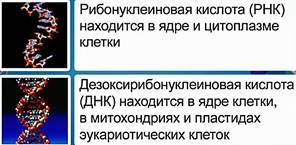 Нуклеиновые кислоты