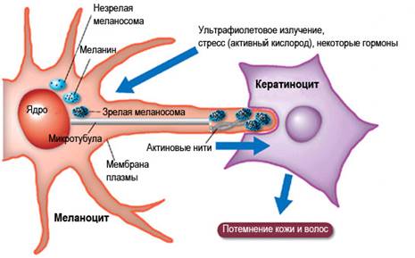 https://foxford.ru/uploads/tinymce_image/image/9013/melanosomes.jpg