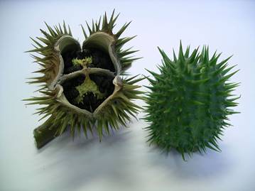 http://upload.wikimedia.org/wikipedia/commons/thumb/7/75/Thorn-apple.jpg/800px-Thorn-apple.jpg