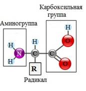 https://himija-online.ru/wp-content/uploads/2018/01/%D1%81%D1%82%D1%80%D0%BE%D0%B5%D0%BD%D0%B8%D0%B5-%D0%B0%D0%BC%D0%B8%D0%BD%D0%BE%D0%BA%D0%B8%D1%81%D0%BB%D0%BE%D1%82.jpg