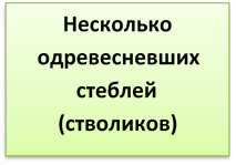 Несколько  одревесневших стеблей (стволиков)