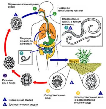 Картинки по запросу "циклы  аскариды"