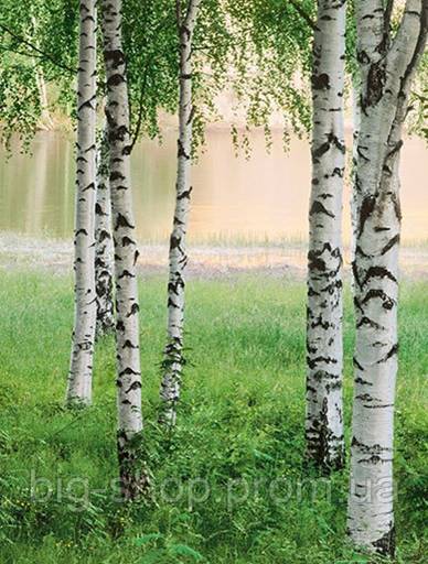 Фотообои березовый лес у озера размер 183 х 254 см: продажа, цена ...