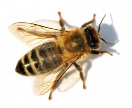 Пчёлы, о которых мы ничего не знаем