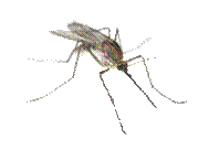 http://pngimg.com/uploads/mosquito/mosquito_PNG18160.png