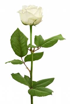 Белая роза сорт White Naomi "Вайт Наоми" купить в Броварах