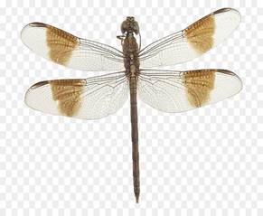 https://banner2.kisspng.com/20180604/aup/kisspng-dragonfly-mass-audubon-arcadia-wildlife-sanctuary-dragonfly-5b14d59c43c208.0209101015280920602776.jpg