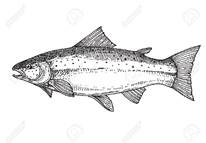 Salmon, Hand Drawn Vector Royalty Free Cliparts, Vectors, And Stock  Illustration. Image 67480392.