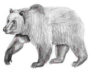 Картинки по запросу медведь рисунок карандашом