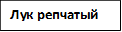 Лук репчатый