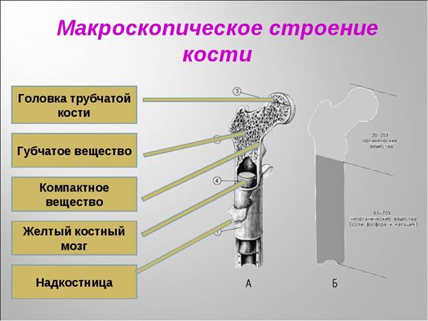 Укажите составные. Микроскопическое строение кости. Макроскопическое и микроскопическое строение кости. Макроскопическое строение костей. Микроскопическое строение костей.