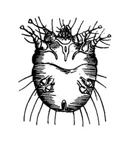 Картинки по запросу чесоточный клещ рисунок