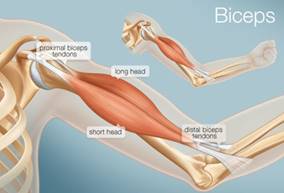 Картинки по запросу biceps anatomy