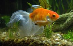 Золотая рыбка | Золотая рыбка, Аквариумные рыбки, Аквариум