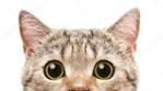 depositphotos_213191470-stock-photo-cat-scottish-straight-peeking-banner.jpg