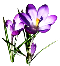 Картинки по запросу clipart  crocuses, daffodils