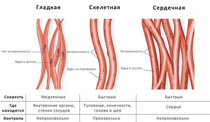 классификация мышц
