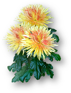 https://avatars.mds.yandex.net/get-pdb/1515467/d799c75e-a2b7-48b9-a555-1a48bea1d7cf/s1200?webp=false