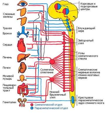 На рисунках схематично представлена организация нервной системы человека на разных уровнях