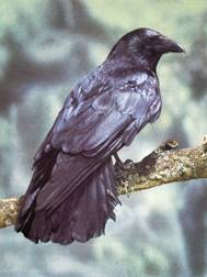 сканирование0080