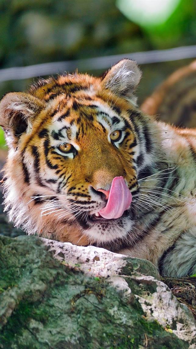 https://s2.best-wallpaper.net/wallpaper/iphone/1901/Tiger-rest-tongue_iphone_1080x1920.jpg