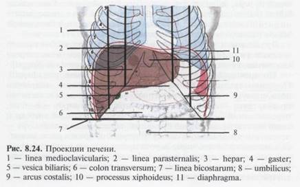 https://mypresentation.ru/documents_5/942eb995d2e6713fdaee65354d898305/img11.jpg