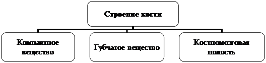 Организационная диаграмма