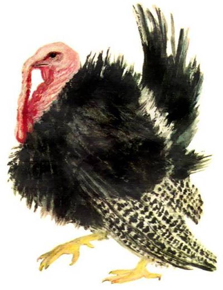 Индюк 1.jpg