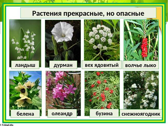 https://ds05.infourok.ru/uploads/ex/0b67/0003dbf6-dae5ff73/img11.jpg