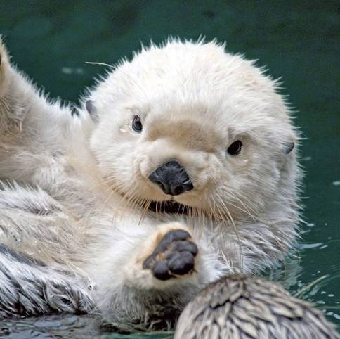 Rev. White Otter on Twitter: "This really says says it all… "