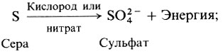 http://biologylib.ru/books/item/f00/s00/z0000009/pic/000415.jpg