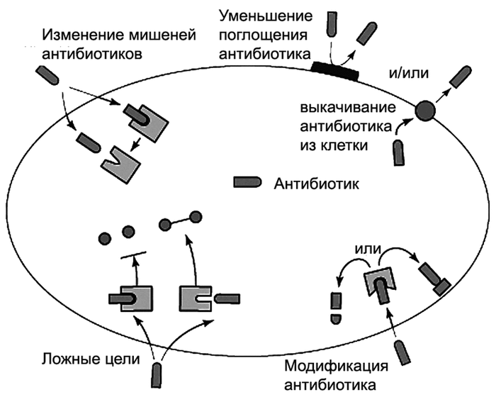 http://supotnitskiy.ru/images/ris86-5.gif