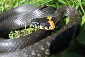 http://nature.sfu-kras.ru/files/nature/%D0%B3%D0%BE%D0%BB%D0%BE%D0%B2%D0%B0%20%D1%83%D0%B6%D0%B0%203.JPG